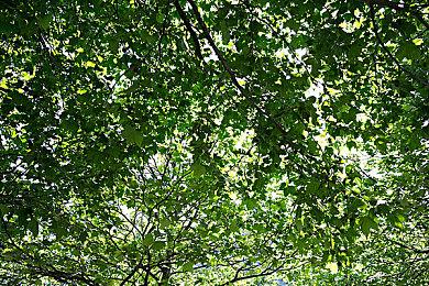 《怪物猎人：荒野》国内MOD作者枫雨遭卡普空警告